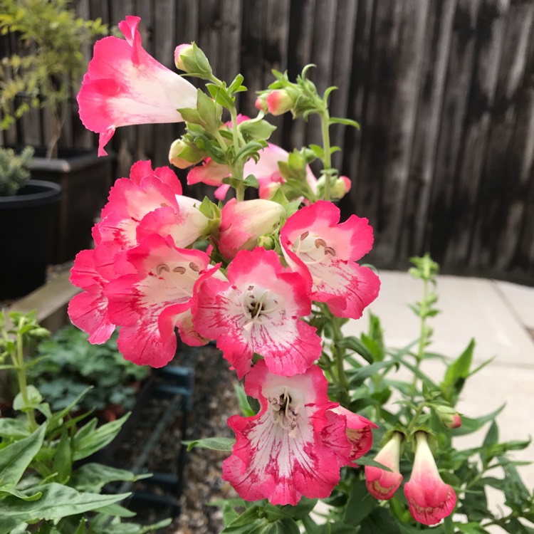 Plant image Penstemon cobaea
