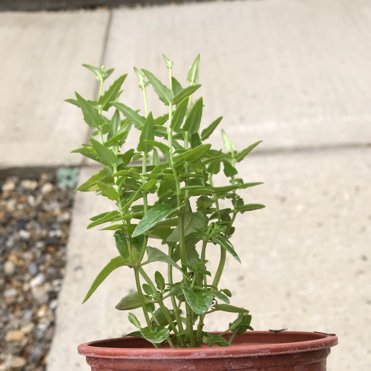 plant image 824062 plant image 824062