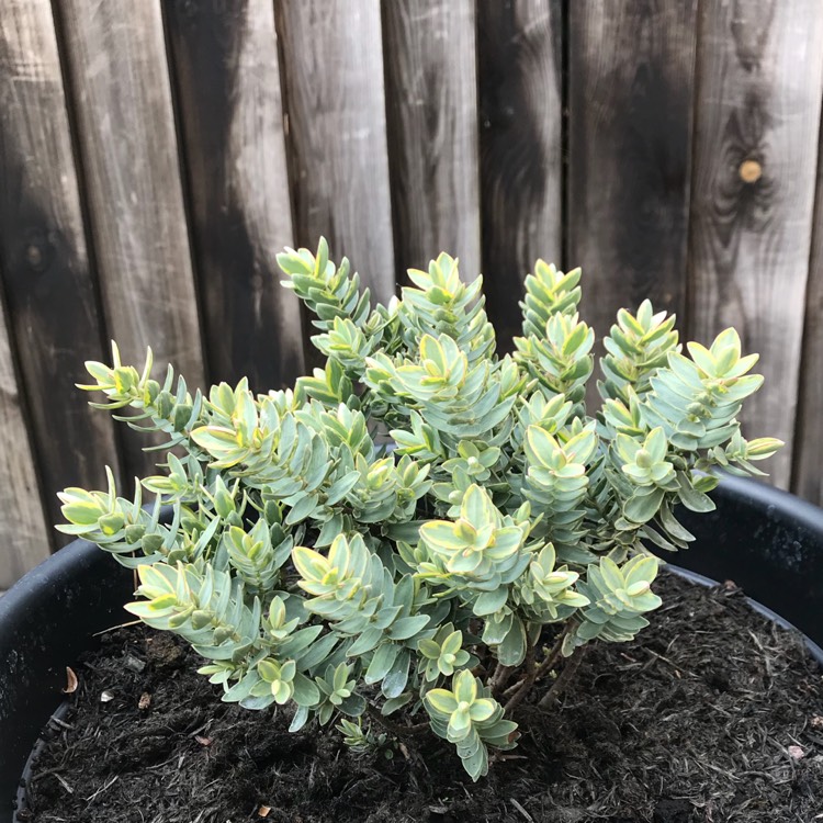 plant image 824067