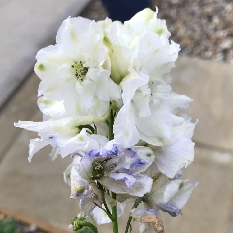 plant image 824069 plant image 824069