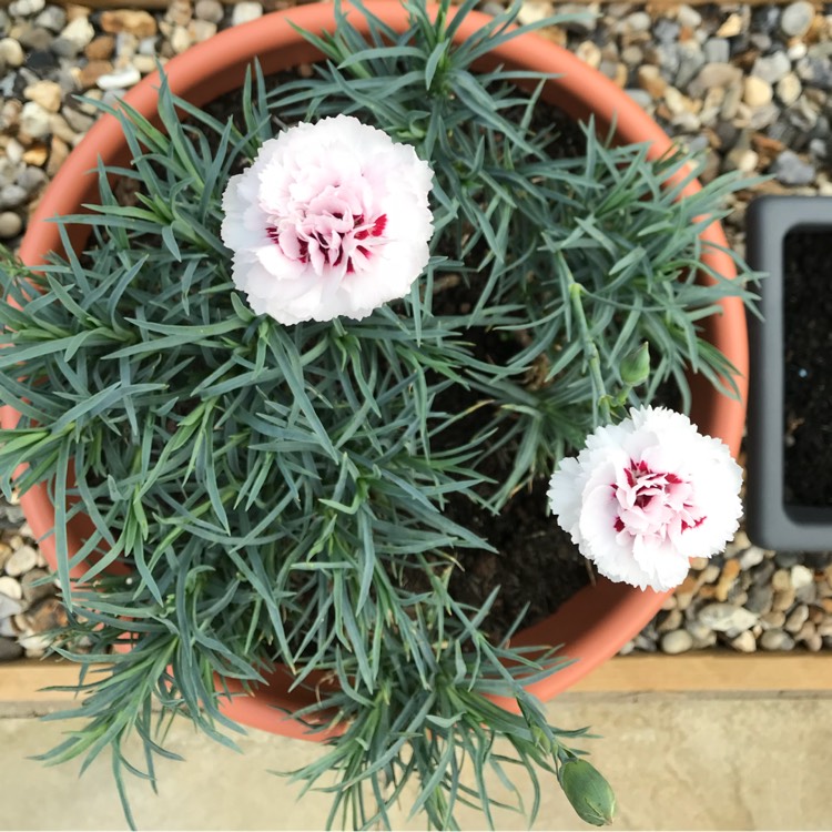plant image 824075 plant image 824075