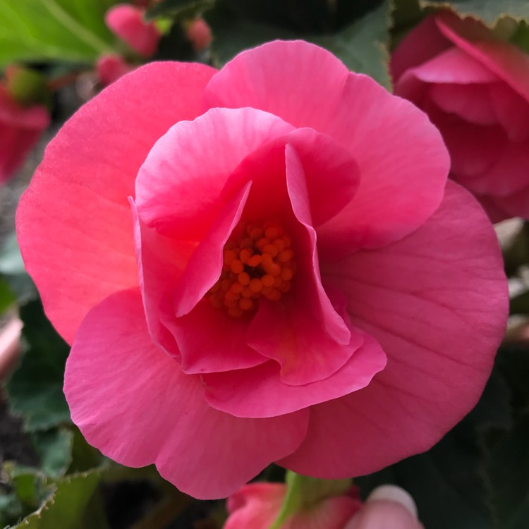 plant image 825665