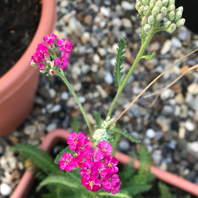 plant image 826805 plant image 826805