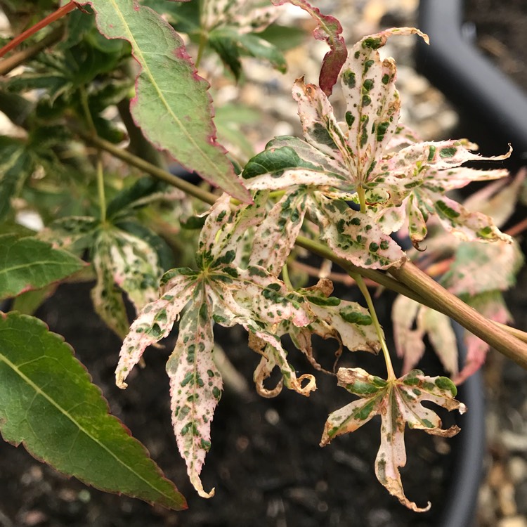 plant image 828509 plant image 828509