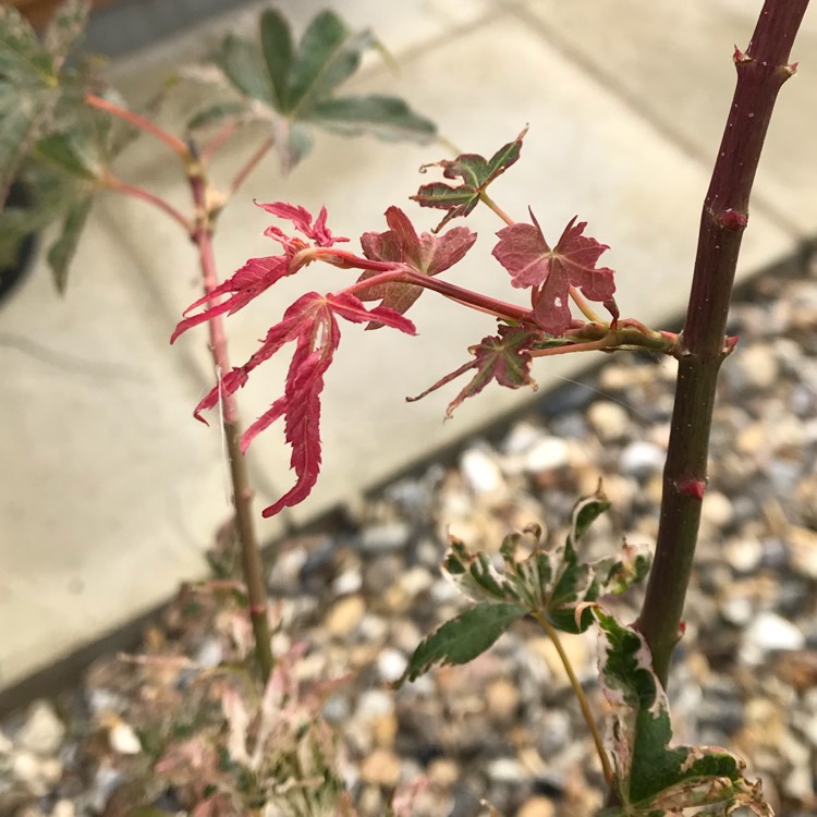 plant image 828510 plant image 828510