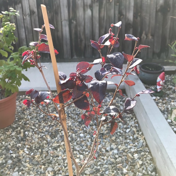plant image 828516 plant image 828516