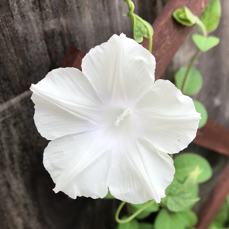 plant image 828519
