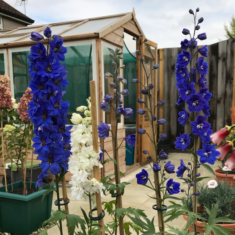 plant image 828541 plant image 828541