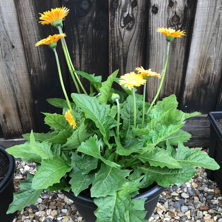 plant image 828551 plant image 828551