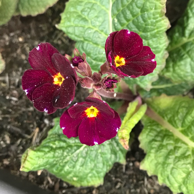 plant image 828563