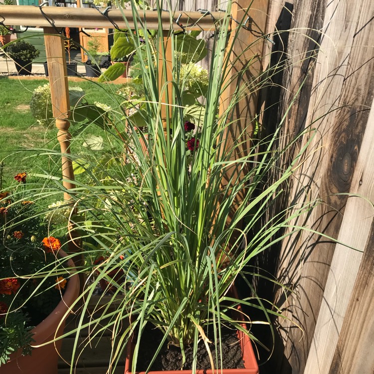 Plant image Cortaderia selloana 'Rosea'