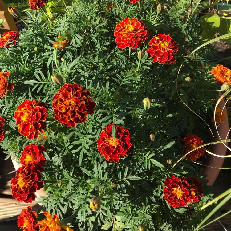 plant image 831291