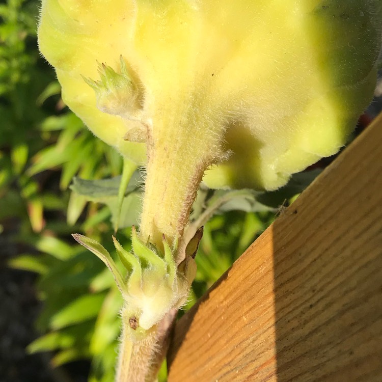 plant image 831303