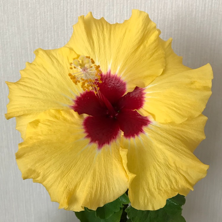 plant image 834351 plant image 834351