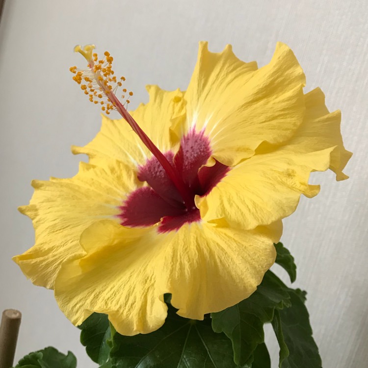plant image 834352 plant image 834352