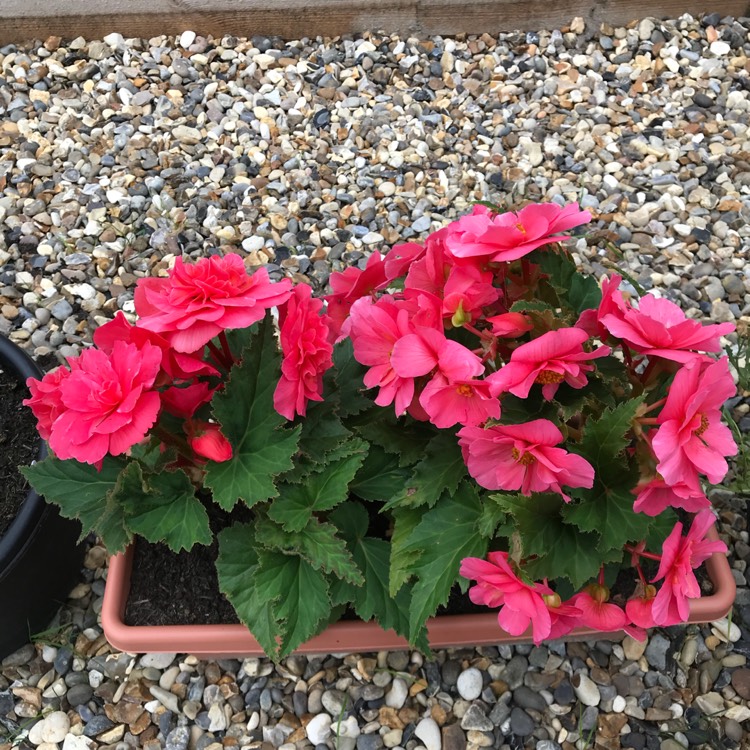 plant image 834354