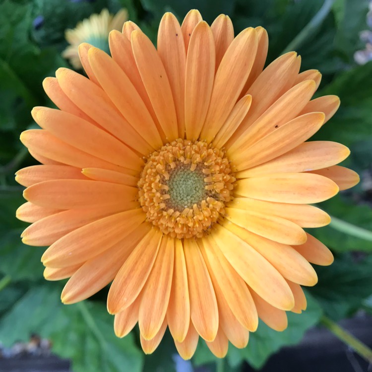 plant image 838679 plant image 838679