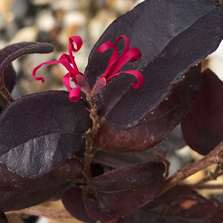 plant image 839545 plant image 839545