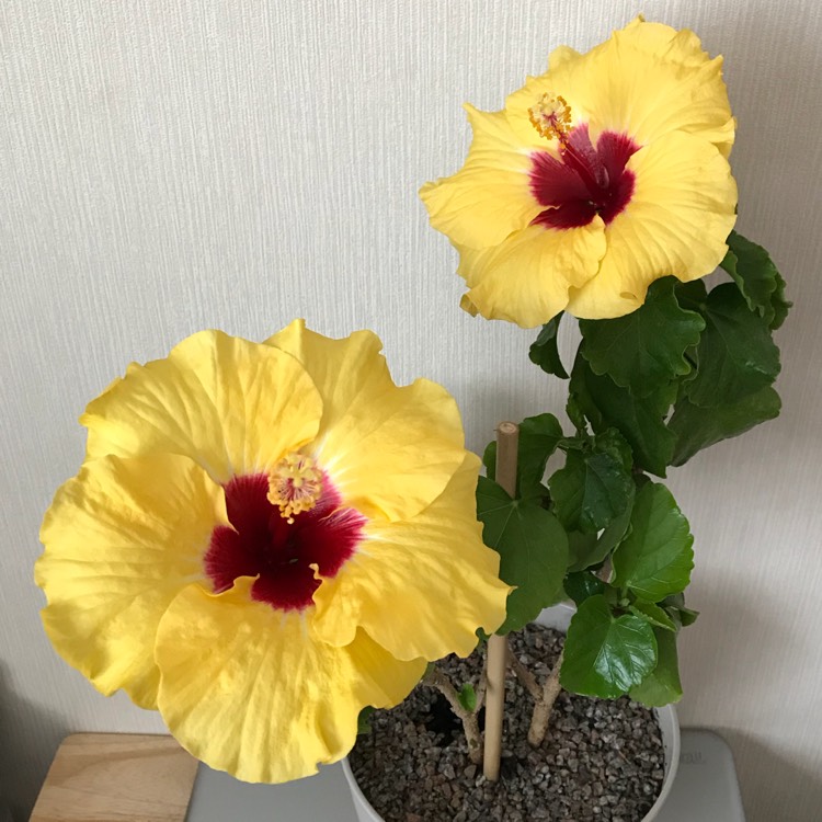 plant image 841262 plant image 841262