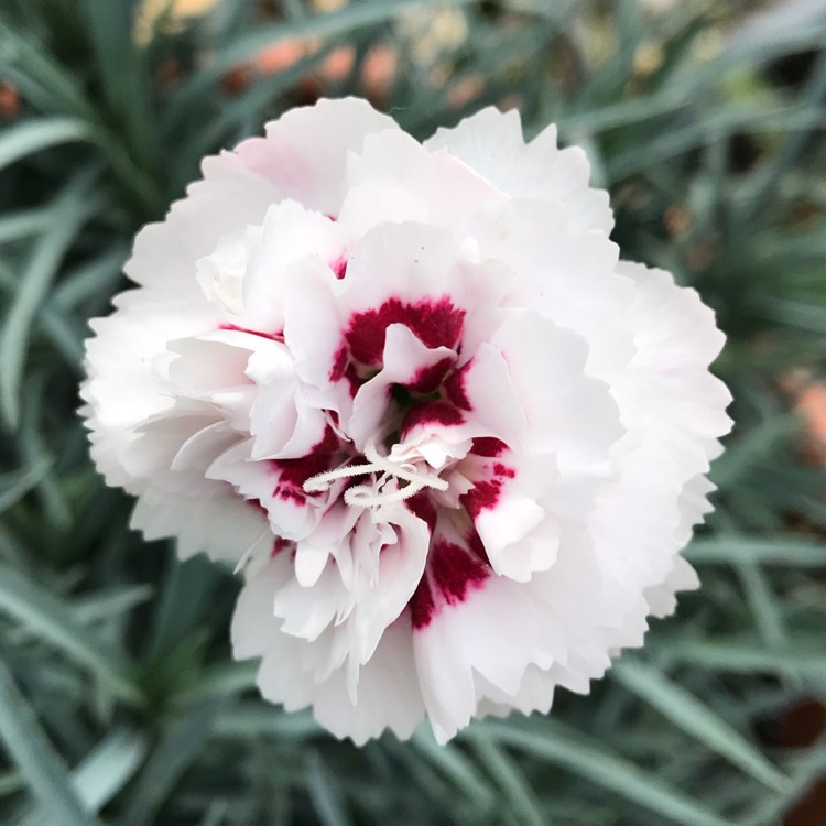 plant image 841267 plant image 841267