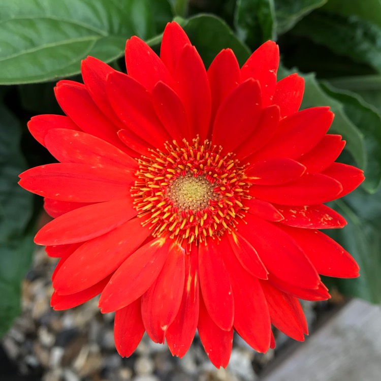 plant image 841268 plant image 841268