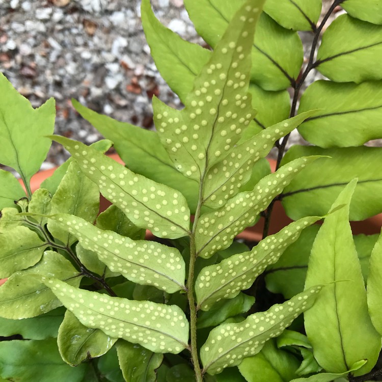 plant image 842077 plant image 842077