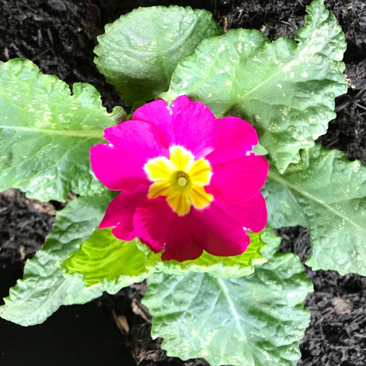 plant image 843036