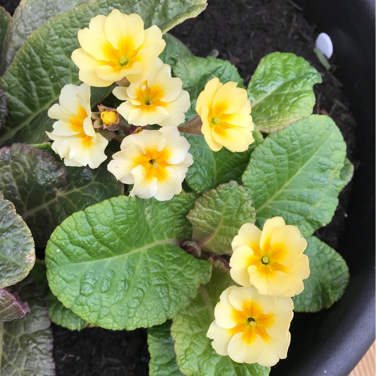 plant image 843038