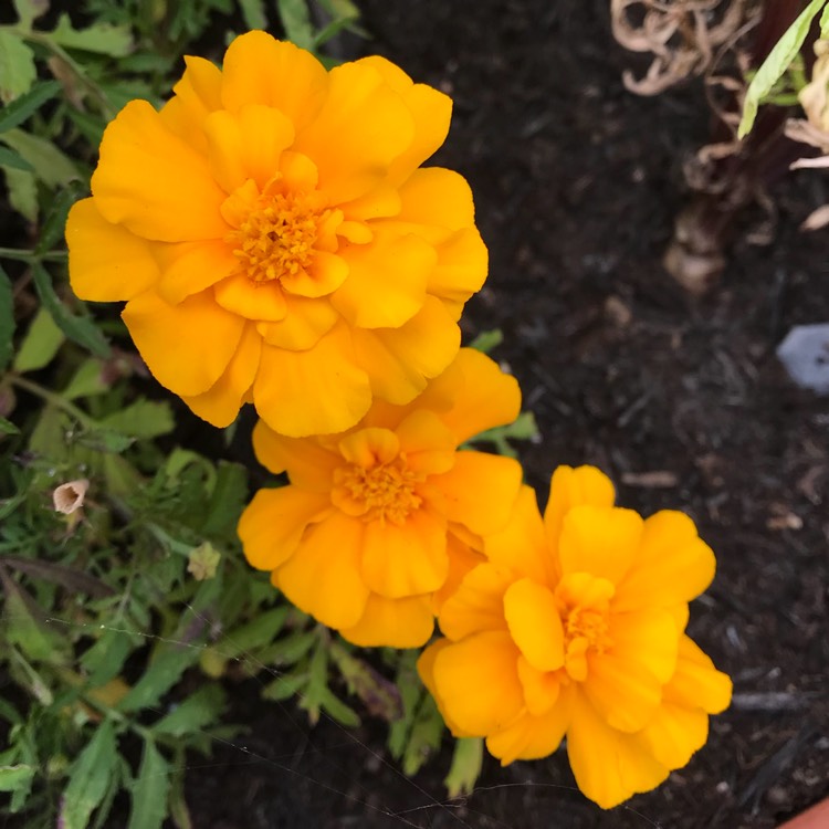 plant image 843041