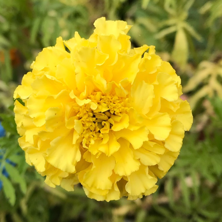 plant image 843043 plant image 843043