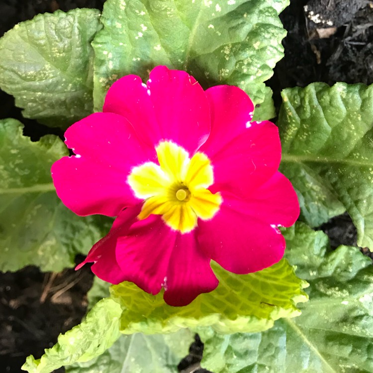 plant image 845171