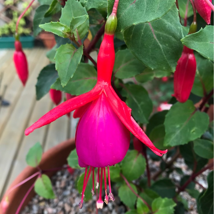 plant image 845172 plant image 845172
