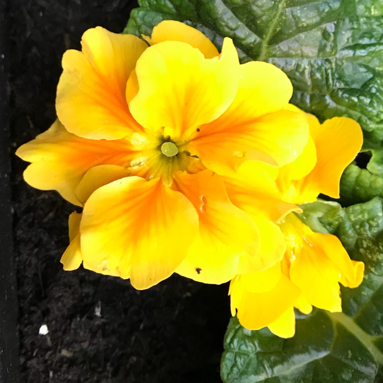 plant image 850805