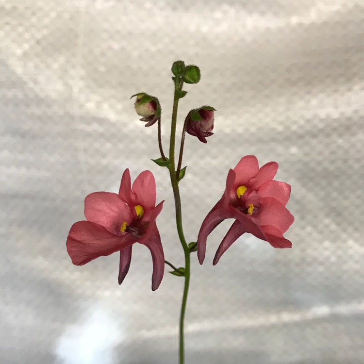 plant image 850811 plant image 850811