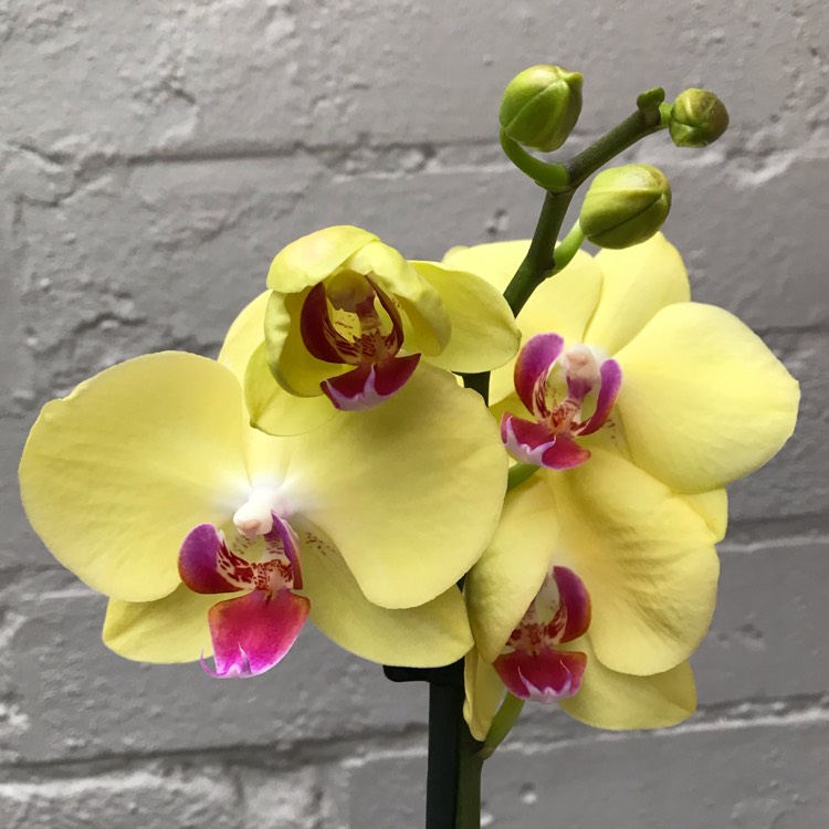 plant image 855369 plant image 855369