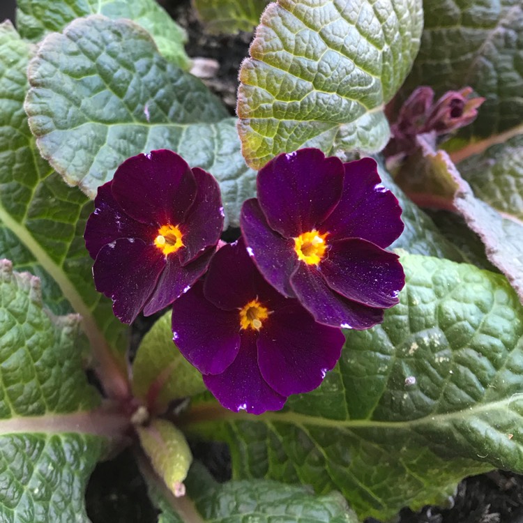 plant image 856839