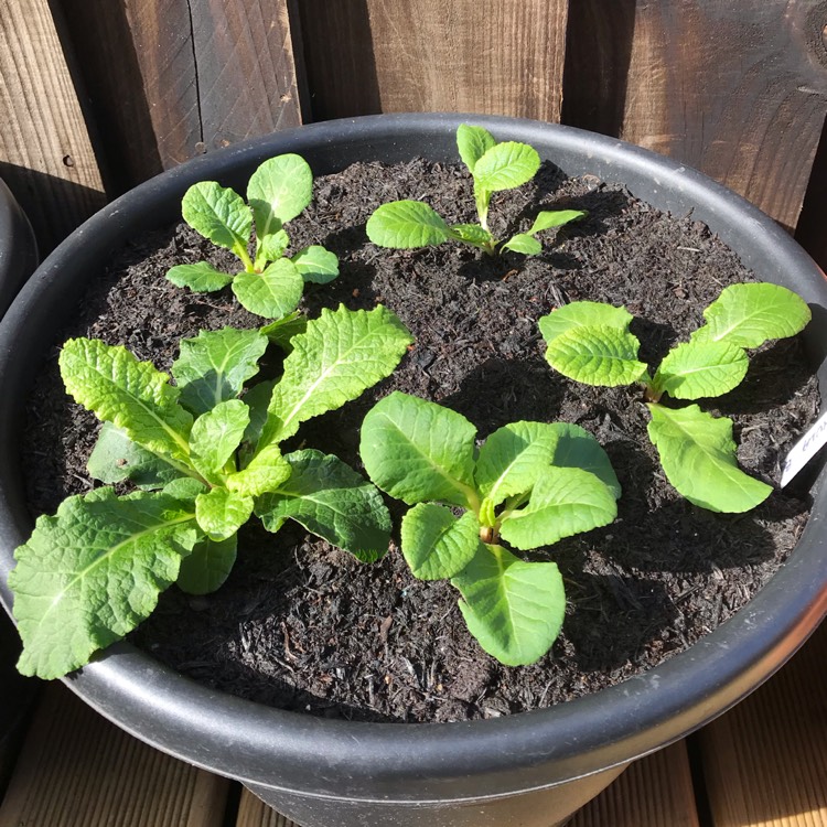 plant image 858242 plant image 858242