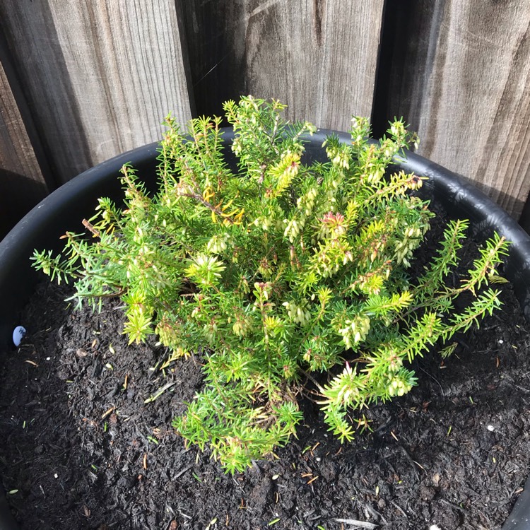 plant image 858247 plant image 858247