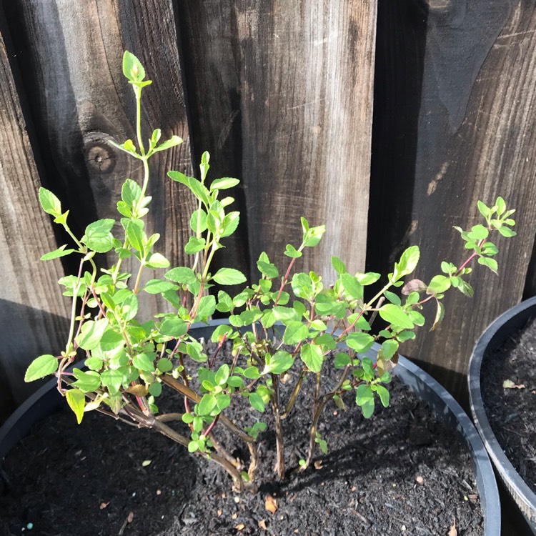 plant image 858248 plant image 858248