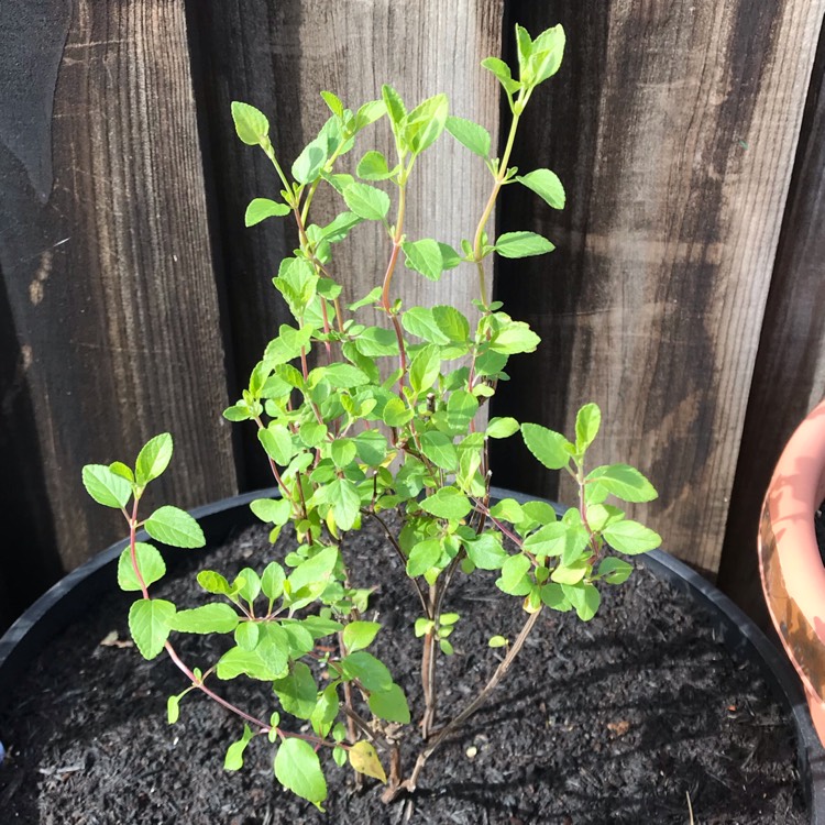 plant image 858249 plant image 858249
