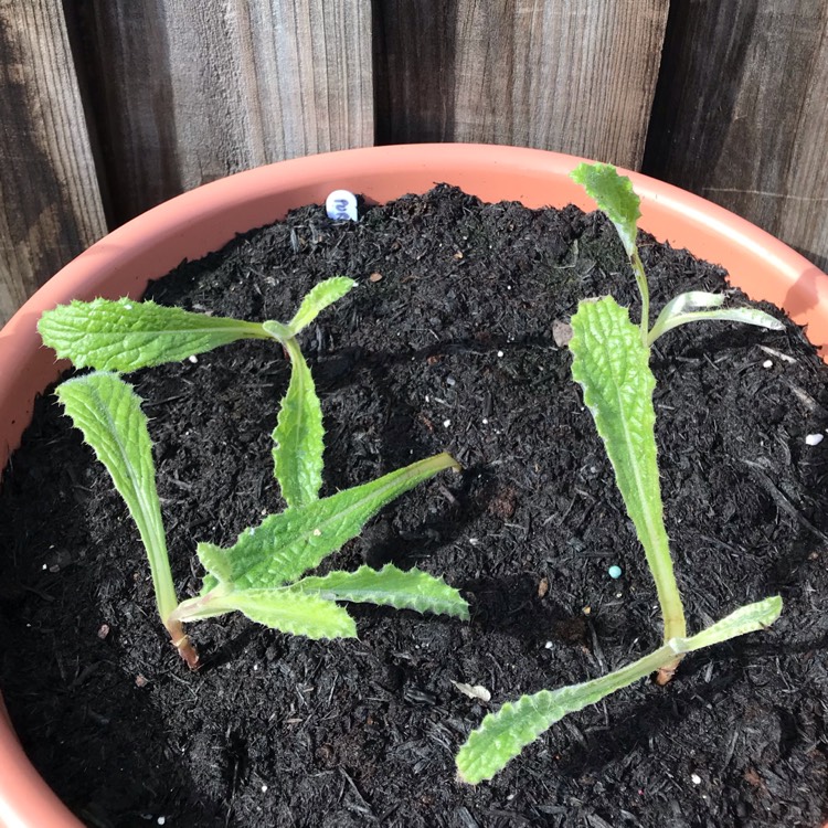plant image 858250 plant image 858250