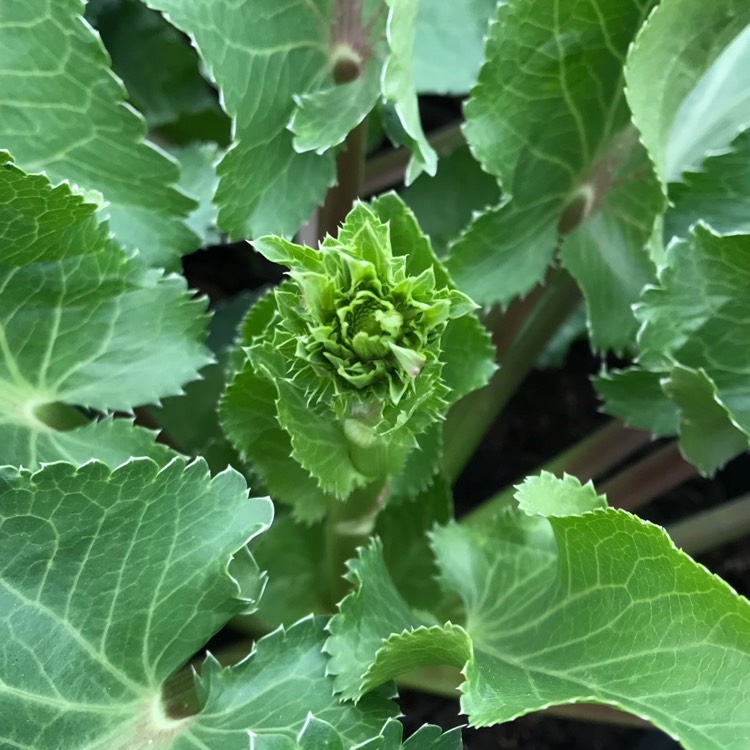 plant image 860469