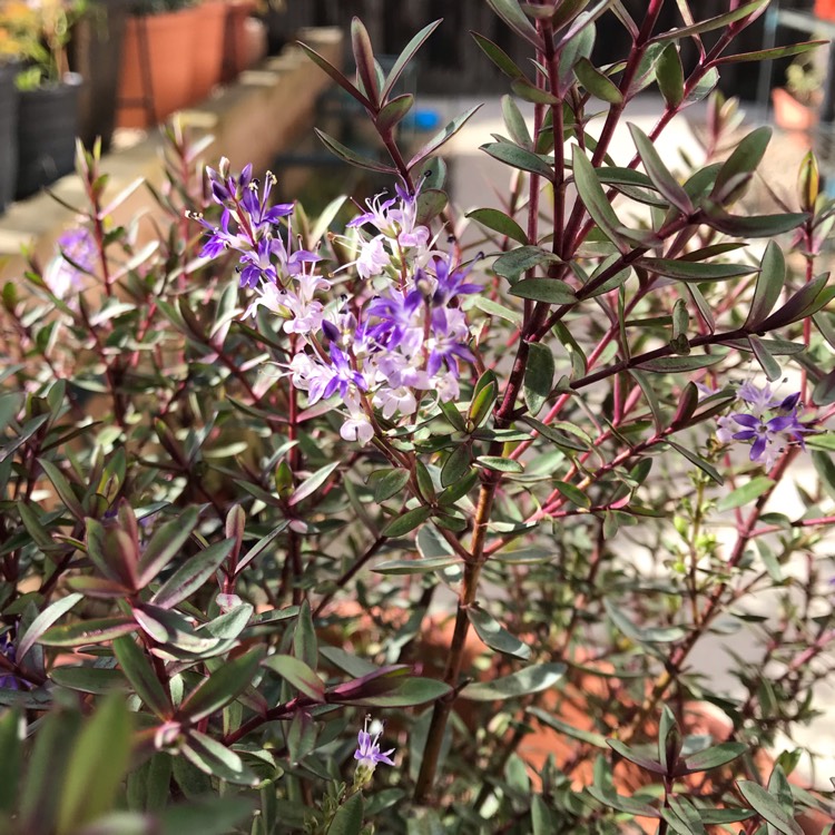 plant image 861142