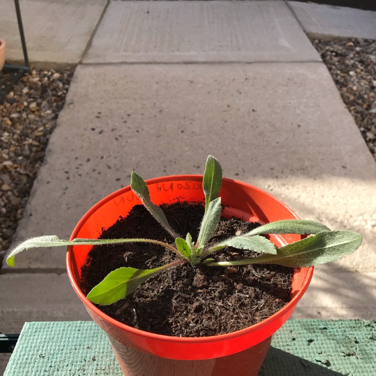 plant image 861153 plant image 861153