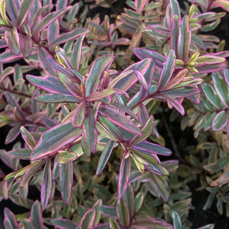 plant image 861605 plant image 861605