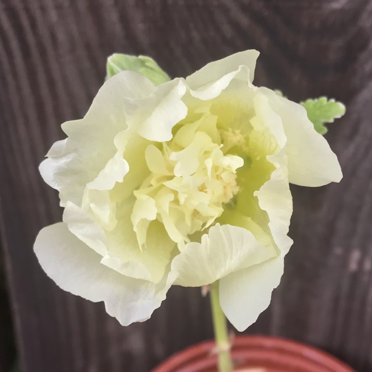 plant image 864563 plant image 864563