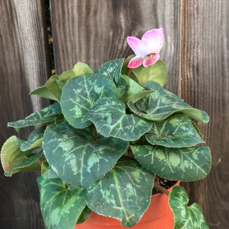 plant image 868059