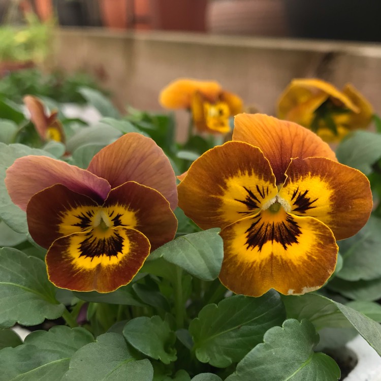 plant image 868079