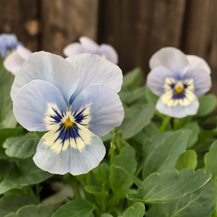 plant image 868084