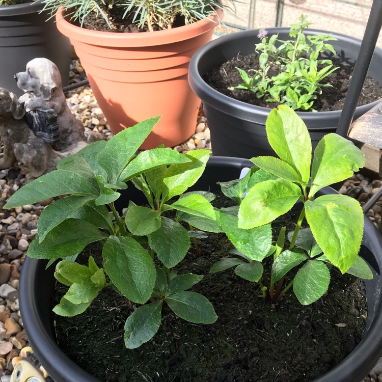 plant image 870124 plant image 870124